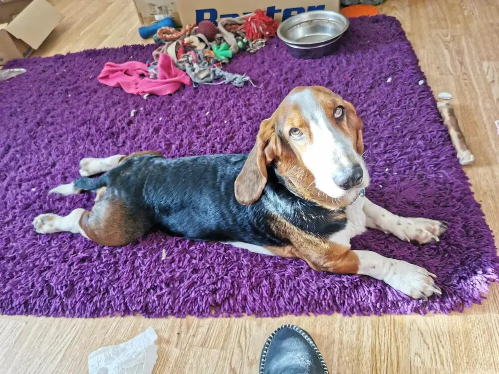 Basset Hound