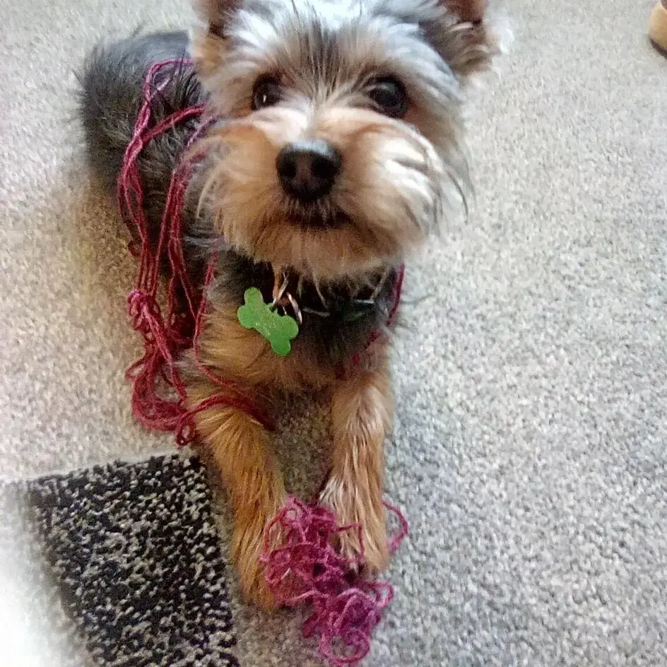 Yorkshire Terrier