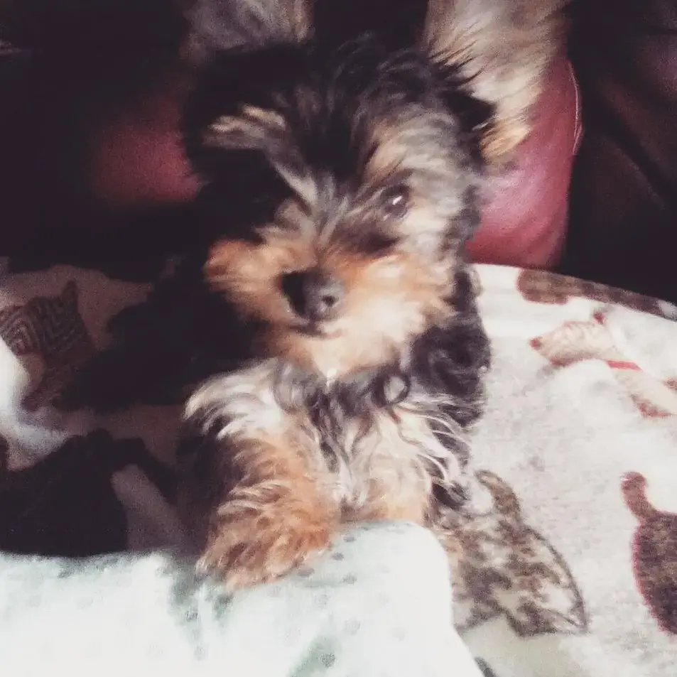 Yorkshire Terrier