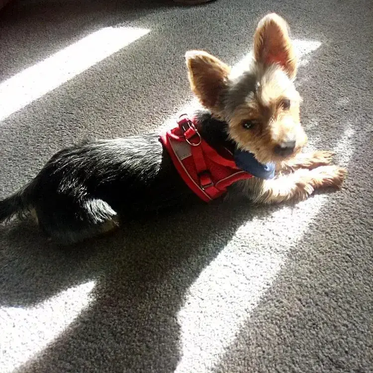 Yorkshire Terrier