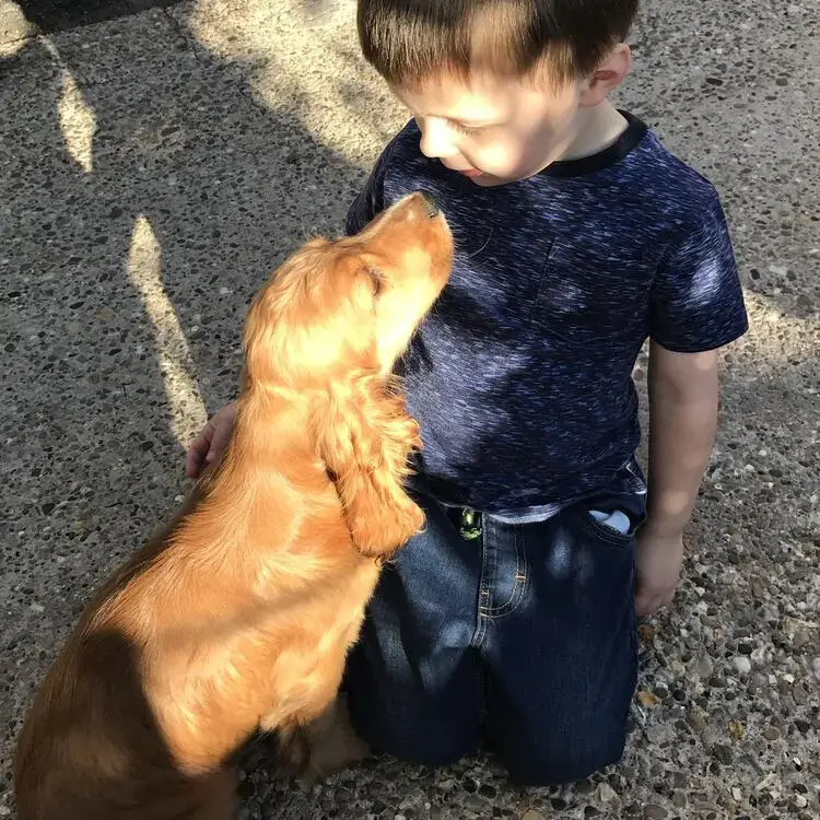 Cocker Spaniel (English)