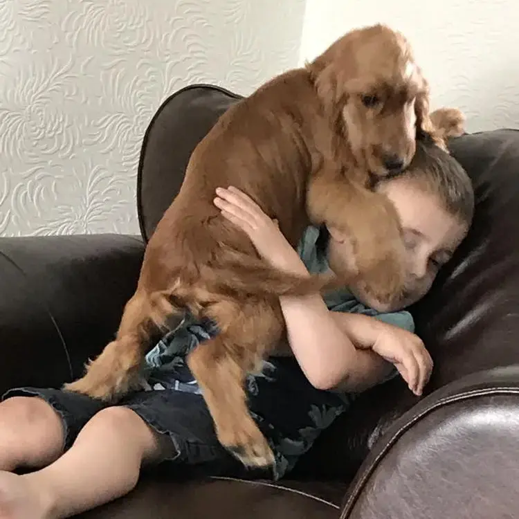 Cocker Spaniel (English)