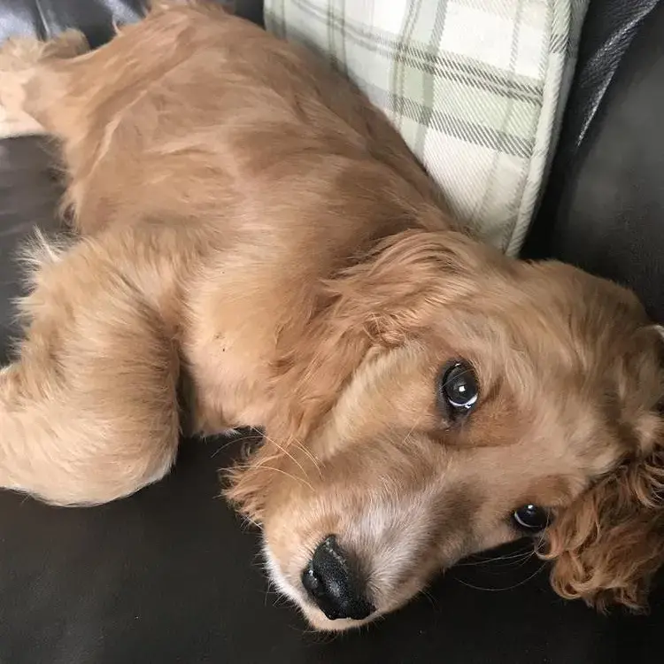 Cocker Spaniel (English)