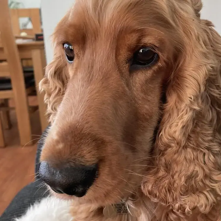 Cocker Spaniel (English)
