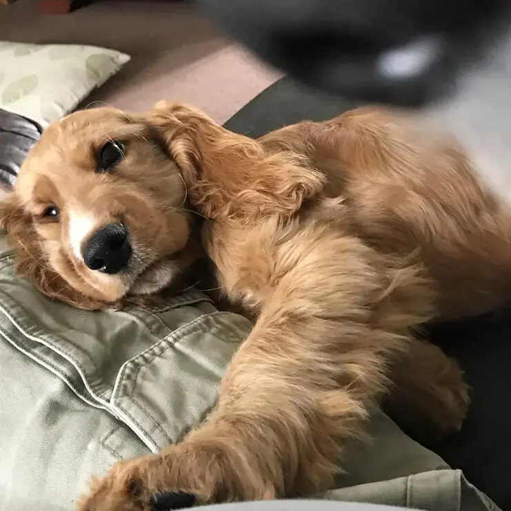 Cocker Spaniel (English)