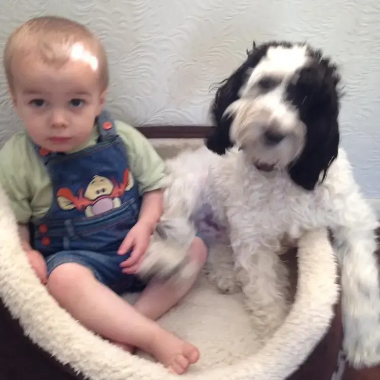 Cockapoo