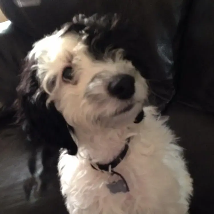 Cockapoo