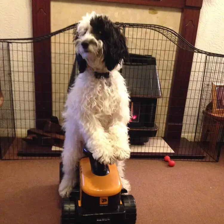 Cockapoo