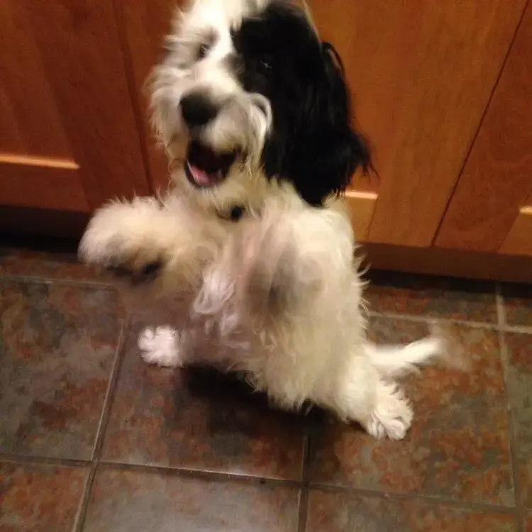 Cockapoo