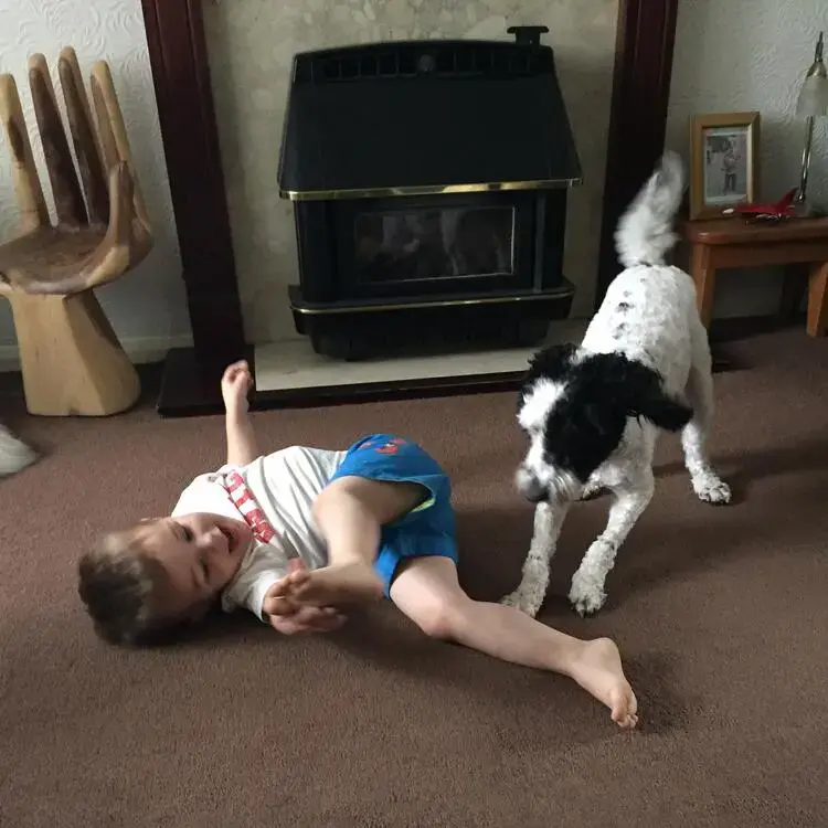 Cockapoo