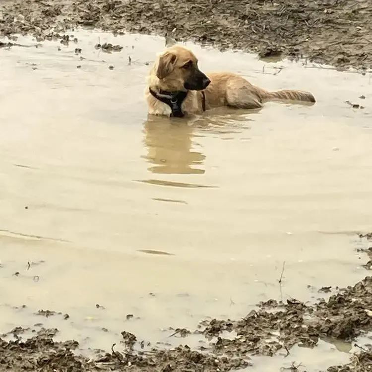 Belgian Shepherd Dog Malinois