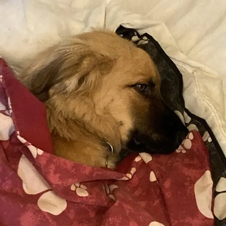 Belgian Shepherd Dog Malinois