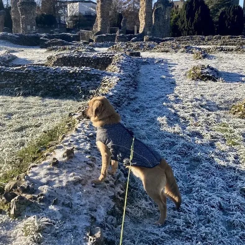Belgian Shepherd Dog Malinois