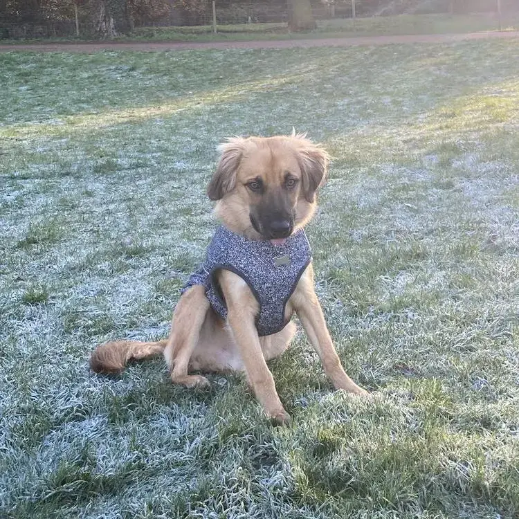 Belgian Shepherd Dog Malinois