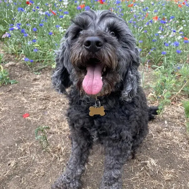 Cockapoo