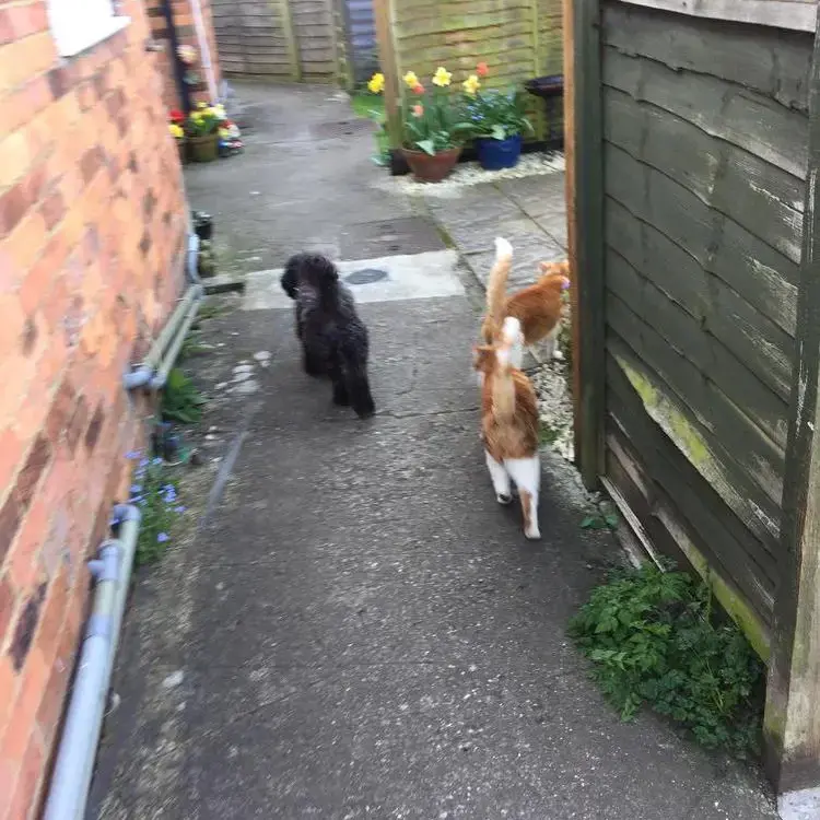 Cockapoo