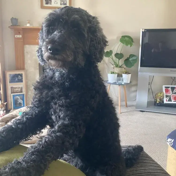 Cockapoo