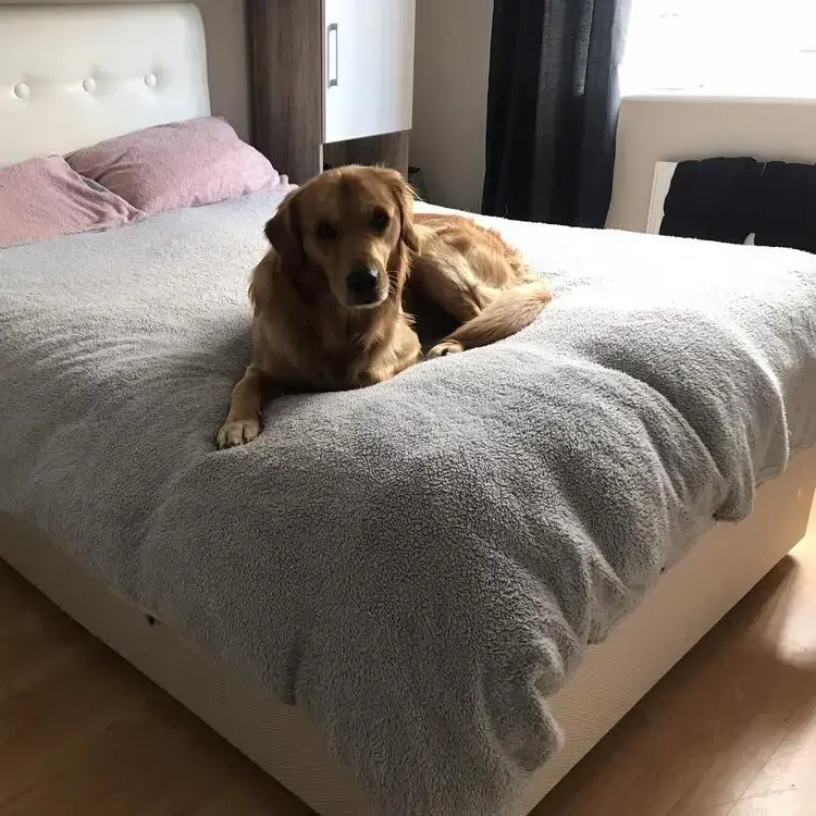 Golden Retriever