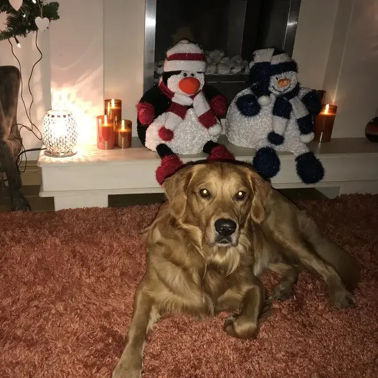 Golden Retriever