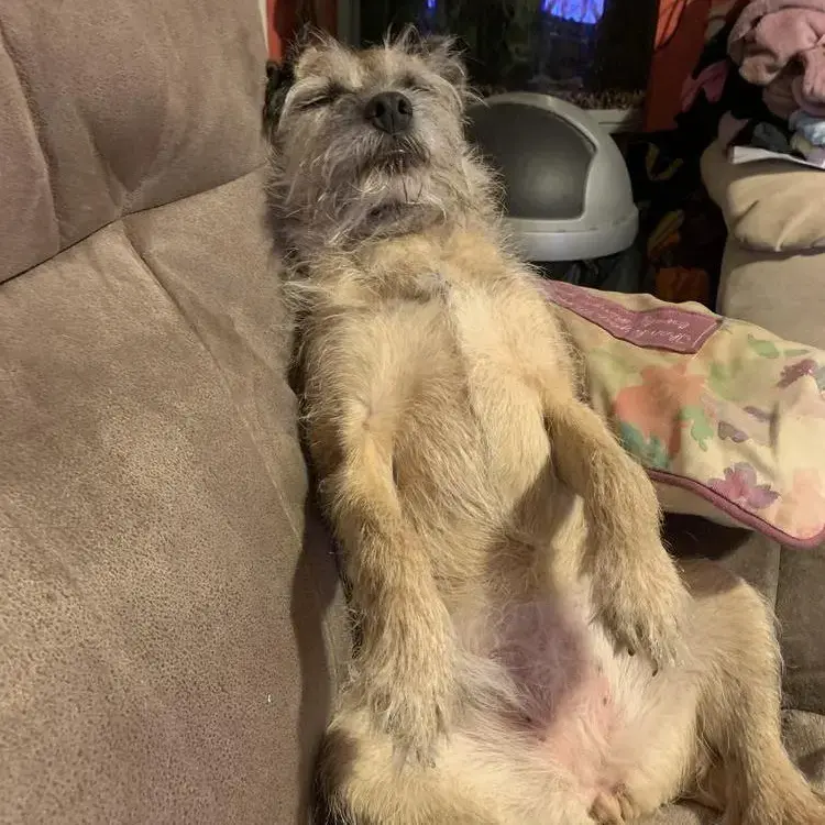 Border Terrier