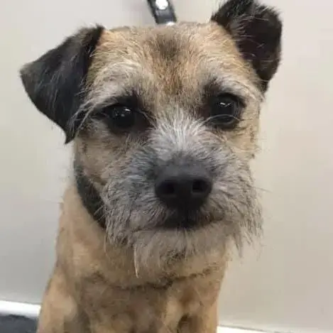 Border Terrier