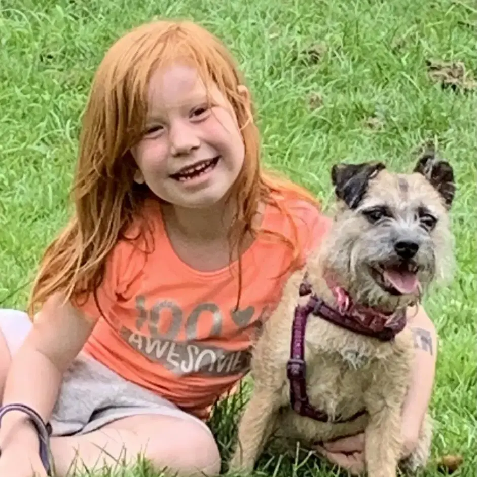 Border Terrier