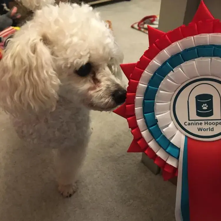 Poodle (Toy)