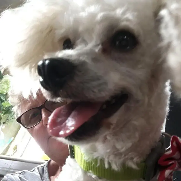 Poodle (Toy)