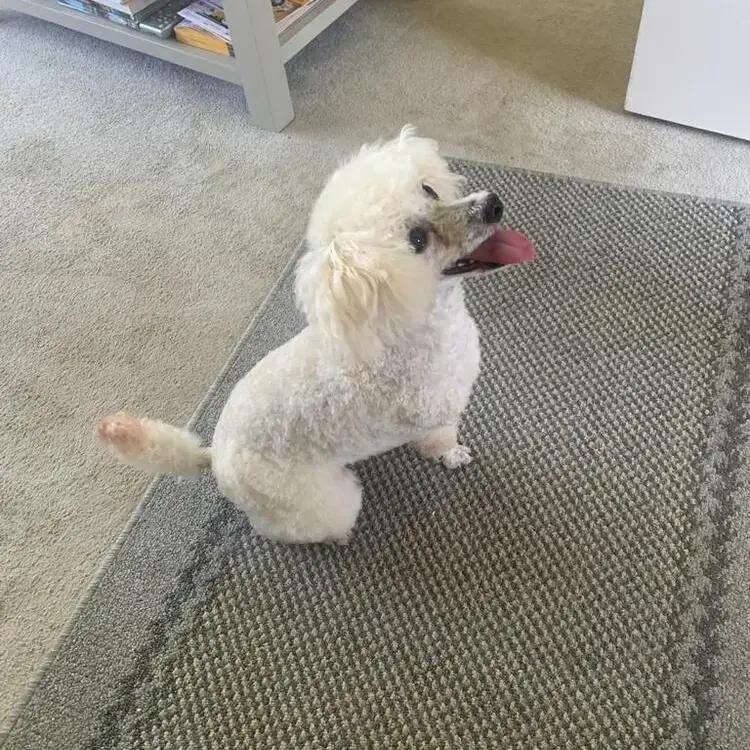 Poodle (Toy)