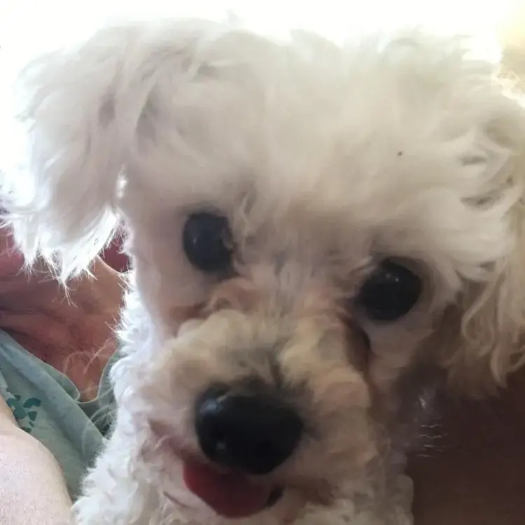 Poodle (Toy)