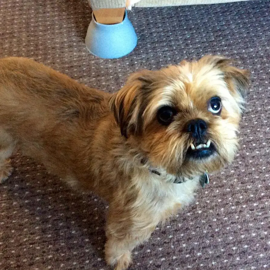 Shih Tzu