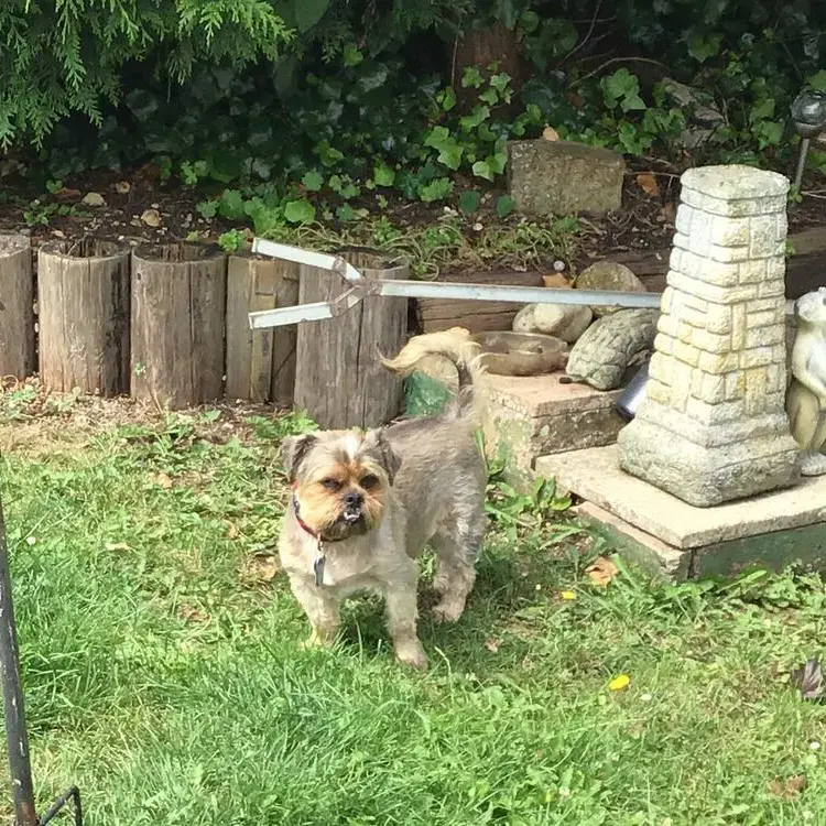 Shih Tzu