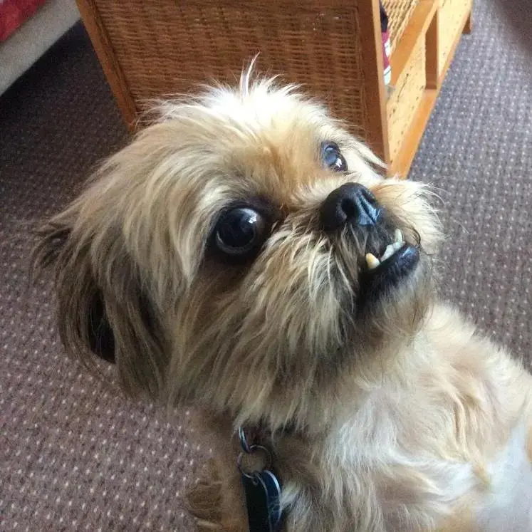 Shih Tzu
