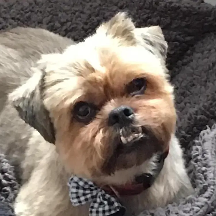 Shih Tzu