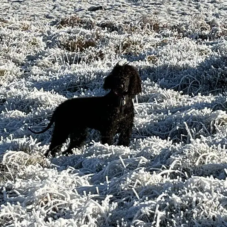 Irish Water Spaniel