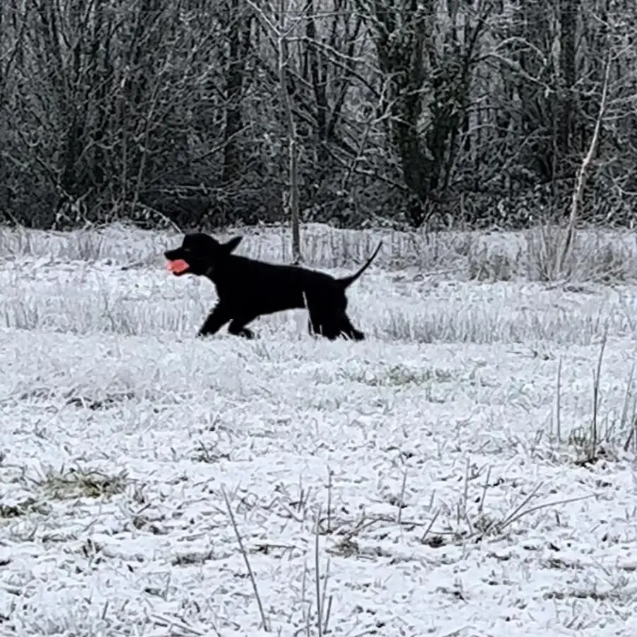 Irish Water Spaniel