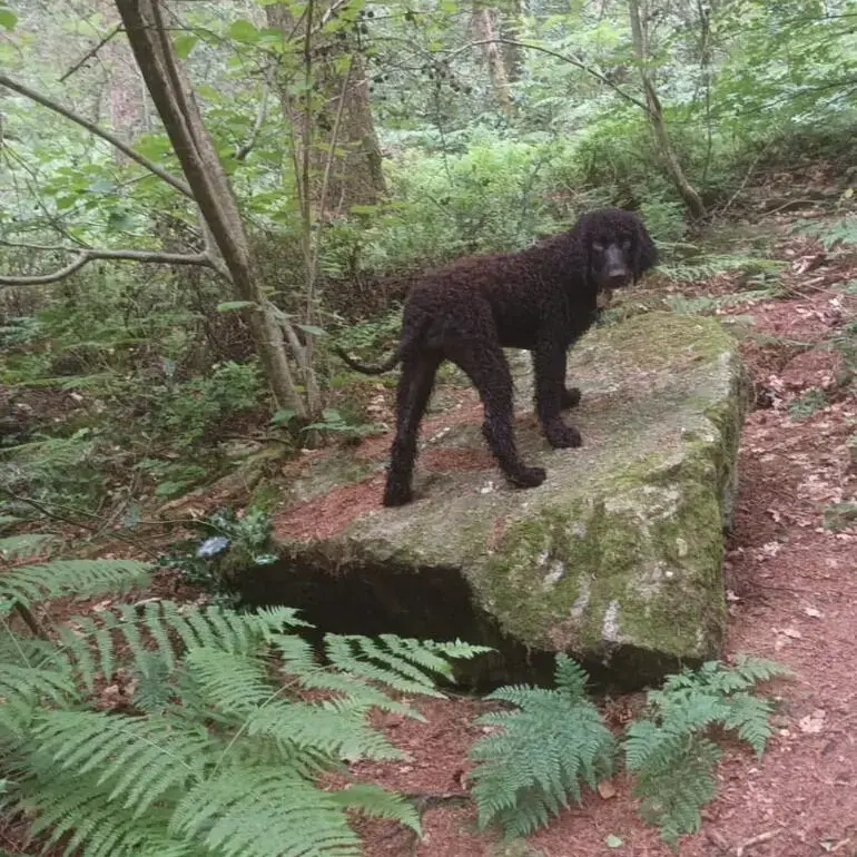 Irish Water Spaniel