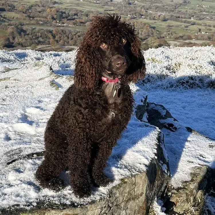 Irish Water Spaniel