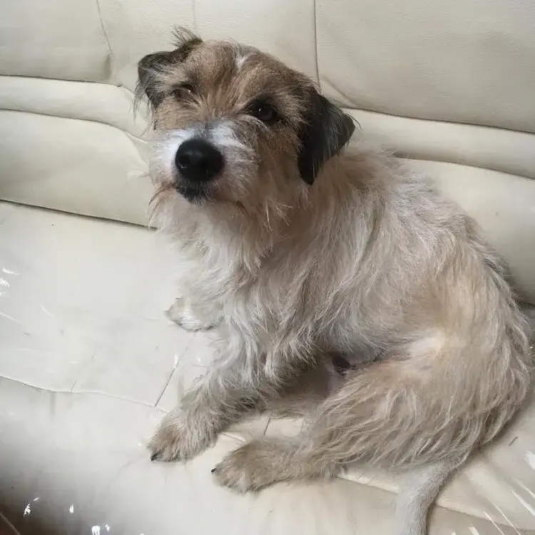 Parson Russell Terrier