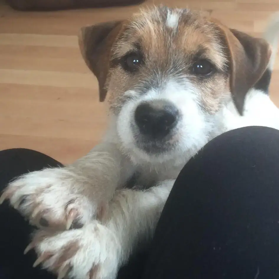 Parson Russell Terrier