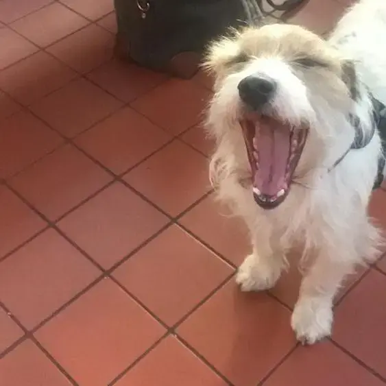 Parson Russell Terrier