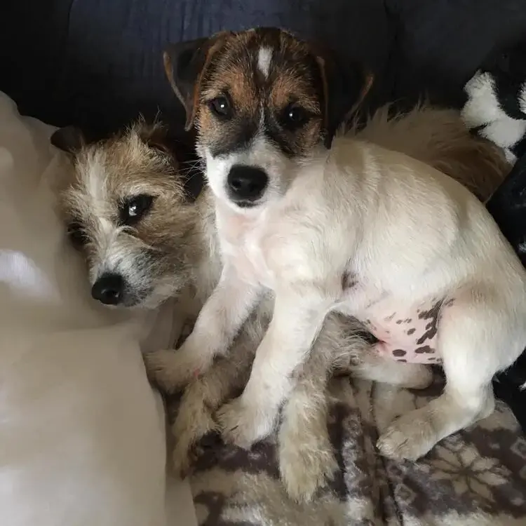 Parson Russell Terrier