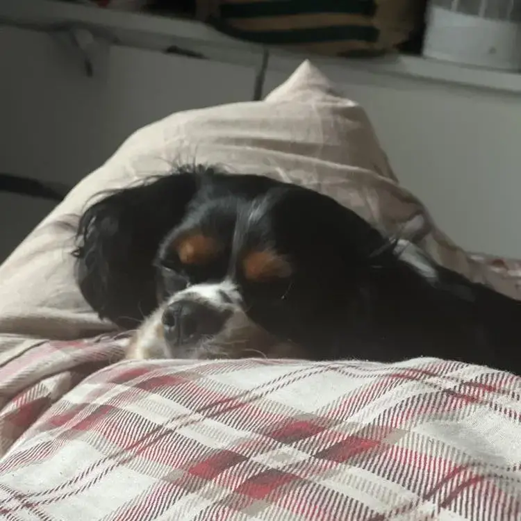 King Charles Spaniel