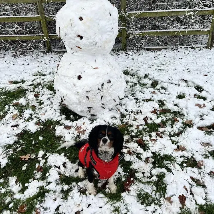 King Charles Spaniel
