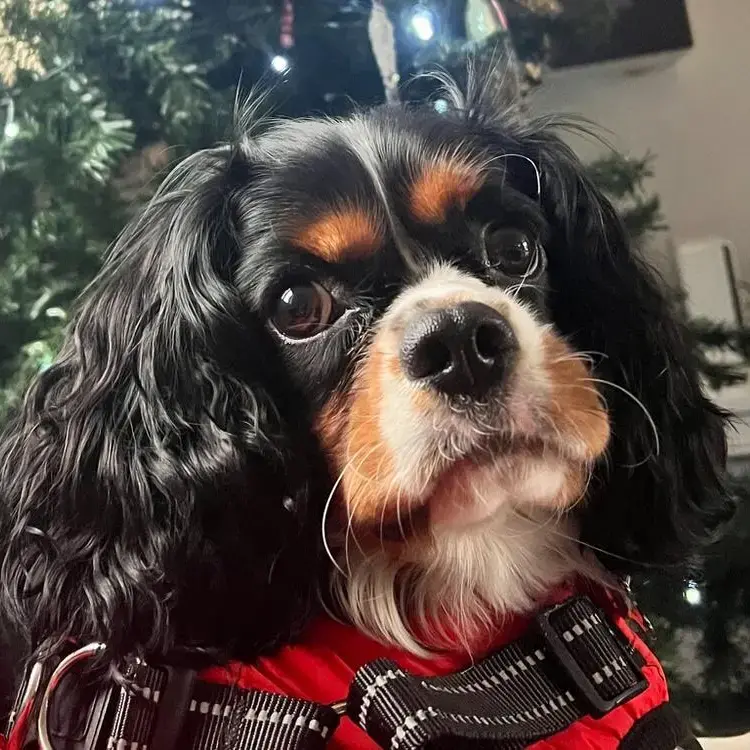 King Charles Spaniel