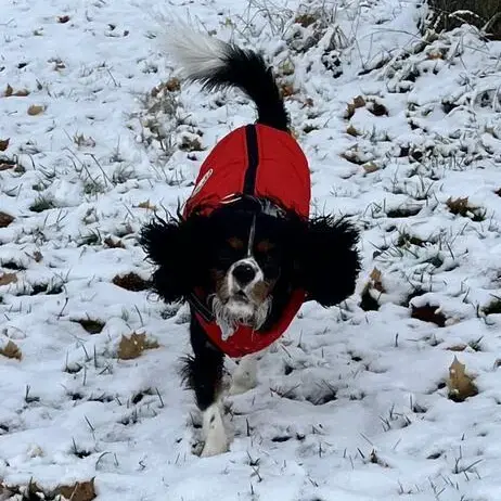 King Charles Spaniel