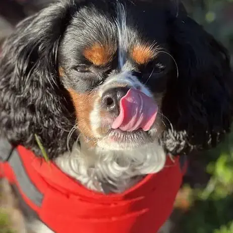 King Charles Spaniel