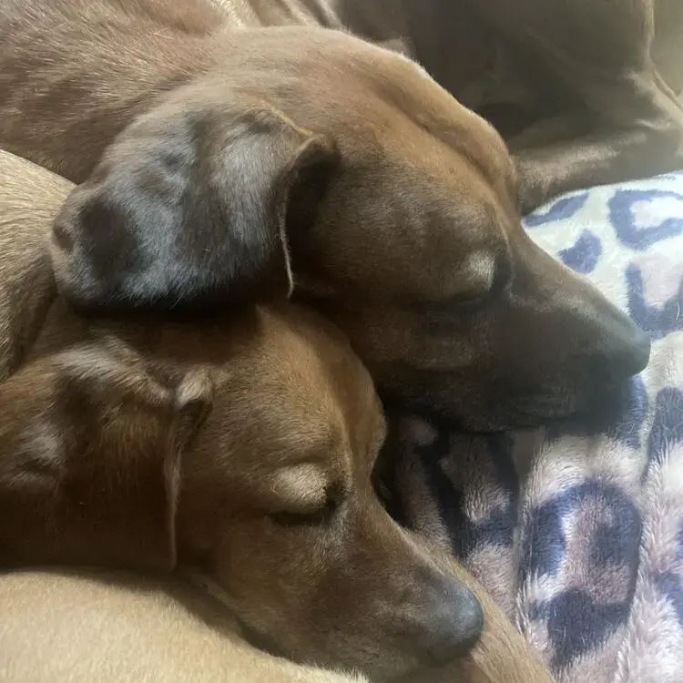 Rhodesian Ridgeback