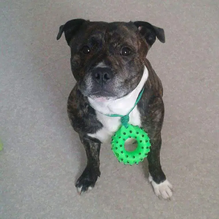 Staffordshire Bull Terrier