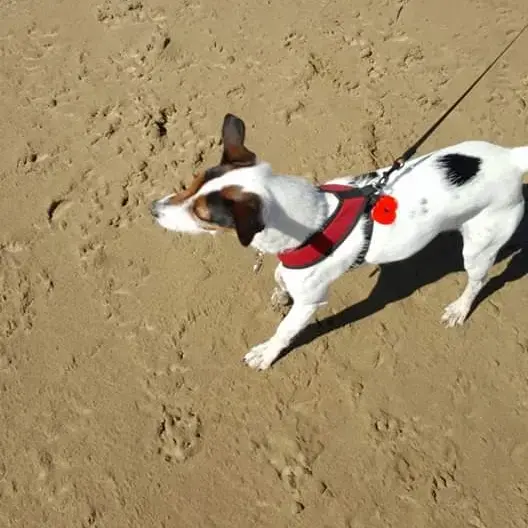 Jack Russell Terrier